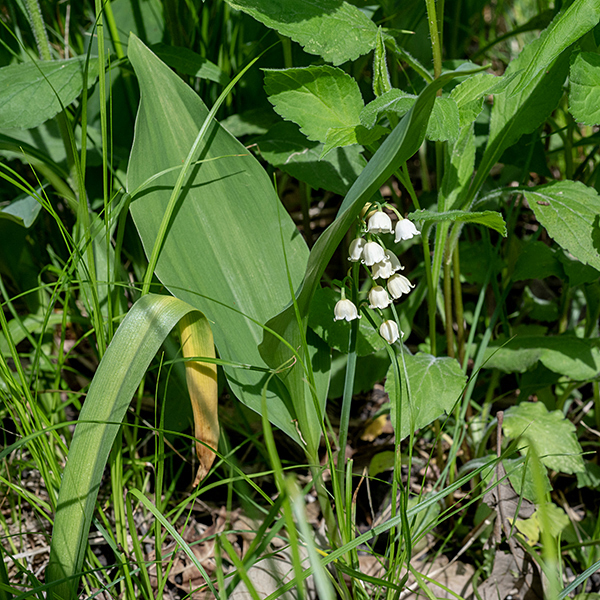 The pair (rarely three) of lily-of-the-valley's leaves are the tallest part of the plant. The raceme of flowers arises from between the leaves, reaching lengths of 4-9" (but always shorter than the pair of leaves). The fruit is a red berry about 1/4" in diameter. The plant contains cardiac glycosides and is toxic to mammals.