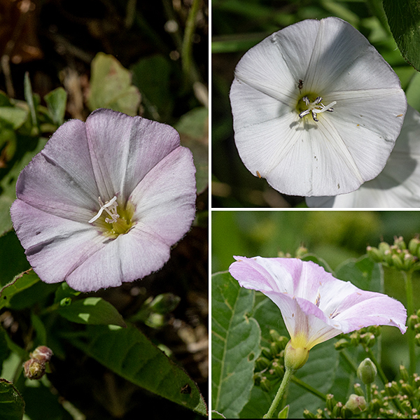 Field bindweed stems produce 1-4 funnel-shaped flowers, each arising from a leaf axil, about 1" across and cupped by five small sepals and attached to a flower stalk; the flower stalk bears two small bracts about 1" below the base of the flower. Flowers range from white to pink, with a clear yellow center containing five stamens and a single style with a split stigma. Each bloom lasts only one day.