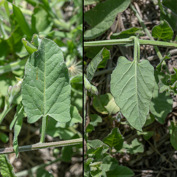 Field bindweed leaves are alternate, 1-2" long and half that across, typically arrowhead-shaped but the shape is variable. Leaf margins are smooth; the base of the leaf is rounded or angular if two lobes are produced by an indentation where the long petiole connects the leaf to the stem.