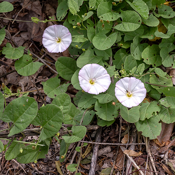 Field bindweed is a vine that grows to lengths of 2-4' with stems that often wrap around nearby objects or plants. Once established, field bindweed is very persistent — it's roots can go down more than ten feet. Both the flowers and leaves of field bindweed are noticeably smaller than the similar hedge bindweed (Calystegia sepium).