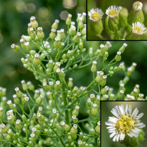 Horseweed flowering stems form a pyramidal inflorescence covered with numerous flowers and what look like dandelion seedheads. Panicles of flowers up to 1.5' long 6" across arise from the tip of the main stem and from axillary stems that arise from the upper leaves. Individual flowers are small (~1/8" in diameter and 1/4" long), cylindrical or urn-shaped, and covered with multiple layers of phyllaries; they look more like buds than flowers with only the tips of the 25-45 white or pink, pistillate ray florets peeking out the end. The 12-25 disk florets are yellow; they bear both pistils and stamens.