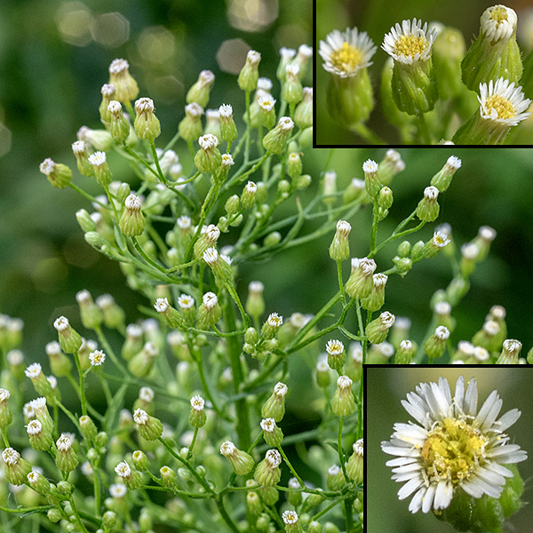 Horseweed flowering stems form a pyramidal inflorescence covered with numerous flowers and what look like dandelion seedheads. Panicles of flowers up to 1.5' long 6" across arise from the tip of the main stem and from axillary stems that arise from the upper leaves. Individual flowers are small (~1/8" in diameter and 1/4" long), cylindrical or urn-shaped, and covered with multiple layers of phyllaries; they look more like buds than flowers with only the tips of the 25-45 white or pink, pistillate ray florets peeking out the end. The 12-25 disk florets are yellow; they bear both pistils and stamens.
