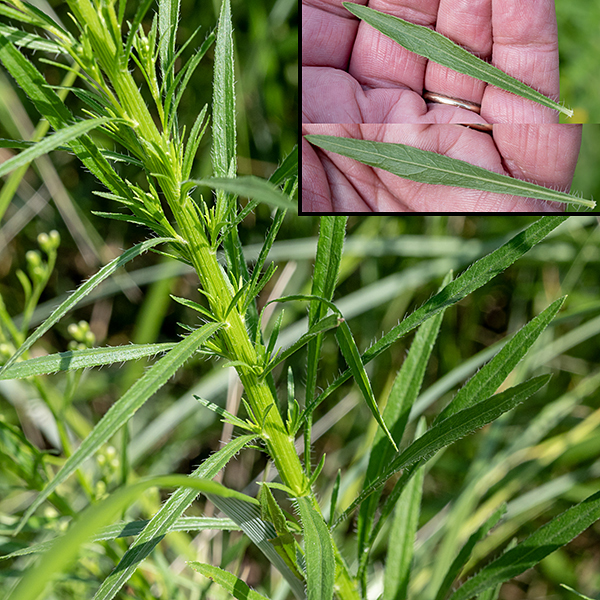 Horseweed's stem is light green, somewhat angular in section, and largely unbranched The leaves are long and narrow (2-3.5" long and 1/4-1/2" across), alternate, sessile, with sparsely toothed or toothless margins; both stems and leaves are very hairy, with very long hairs on the stems and the edges of the leaves.