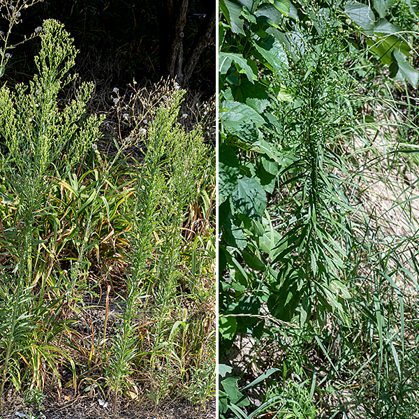Horseweed can get up to 8' tall but usually is shorter. This is a very weedy-looking plant that can be mistaken for a goldenrod that hasn't yet bloomed. One more indictment — if you have autumnal allergies, horseweed is probably a major contributor. It strongly prefers disturbed areas and has become a major pest species in Eurasia.