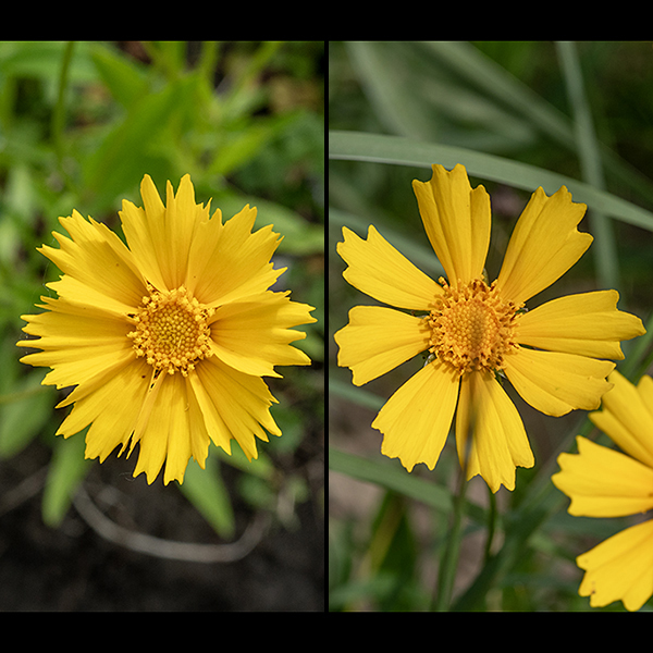 Lance-leafed coreopsis flowerheads are 2-3" across; they have about eight broad, yellow ray florets with 3-5 (usually four) bold, sawtooth lobes at their tips (that may also be subdivided); the numerous disk florets are also yellow, tubular, about 1/4" long with 4-5 tiny lobes.