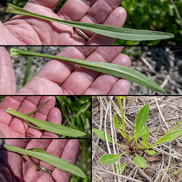 Fertile shoots of lance-leafed coreopsis can be 1.5-3' tall, emerging from a tuft of basal leaves (lower right image). Fertile shoots bear sessile, opposite leaves along the bottom half of the stem. The unlobed stem leaves (top two images) are 1-4" long and narrow with smooth margins; lobed stem leaves (bottom left) are similar but exhibit obvious narrow, elongate lobes, some basal some lateral. Paired images of stem leaves show the upper surface of the leaf in top image, the lower surface in the bottom image.
