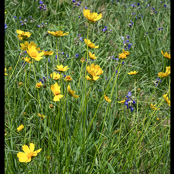 Fertile shoots of lance-leafed coreopsis can be 1.5-3' tall, emerging from a tuft of basal leaves. The fertile shoots may be erect or partially lie on the ground.
