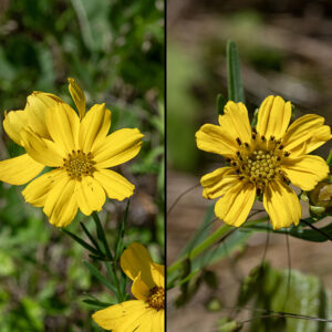 Prairie coreopsis flowerheads occur alone or in pairs on 1/2-2" long peduncles attached to the ends of stems. Each flowerhead is about 2" across with 8-12 ray florets; two prominent longitudinal veins divide each ray floret petal into thirds. The disc florets are tubular with 4-5 lobes; they are initially yellow, but turn brownish with age.
