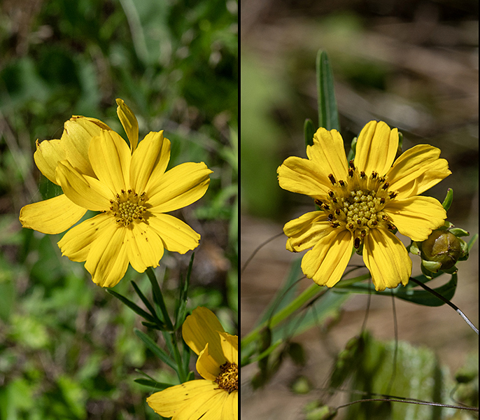 Prairie coreopsis flowerheads occur alone or in pairs on 1/2-2" long peduncles attached to the ends of stems. Each flowerhead is about 2" across with 8-12 ray florets; two prominent longitudinal veins divide each ray floret petal into thirds. The disc florets are tubular with 4-5 lobes; they are initially yellow, but turn brownish with age.