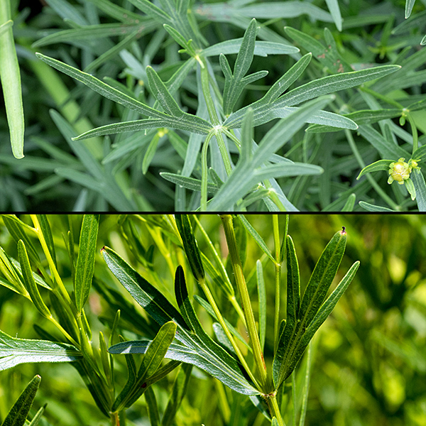 Prairie coreopsis leaves are sessile and opposite; most are palmately divided into three (sometimes five) distinct lobes reminiscent of a green, minimalist fleur-de-lys. Both solitary and lobed leaves are narrow, thick, with a prominent light green midvein.