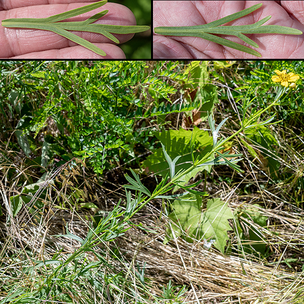 Prairie coreopsis gets 1-2.5' tall. The stems are unbranched basally, with occasional branches above. The leaves are sessile and opposite; most are palmately divided into three (sometimes five) distinct lobes reminiscent of a green, minimalist fleur-de-lys.