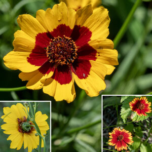 Plains coreopsis flowers are 1-2" across, with 6-12 (usually 8) ray florets, each with three lobes at their tips (center largest). The ray florets are sterile, typically yellow at their tips, transitioning abruptly to a maroon color more basally. The disk florets are perfect (have both anthers and pistils), reddish-brown to maroon with the florets at the edge of the disc with bright yellow highlights (either the anthers on the fused stamens or the split stigma of the pistils); individual florets have four teeth/lobes. The involucre of the flowerhead is often reddish-tinged, particularly obvious when cupping the developing seedhead.