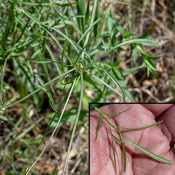 Plains coreopsis leaves are opposite, threadlike, simple or doubly pinnate, sessile, or with a short petiole, 2-6" long and four inches across (but the individual lobes of the compound leaves are only about 1/4" wide), hairless with smooth margins.