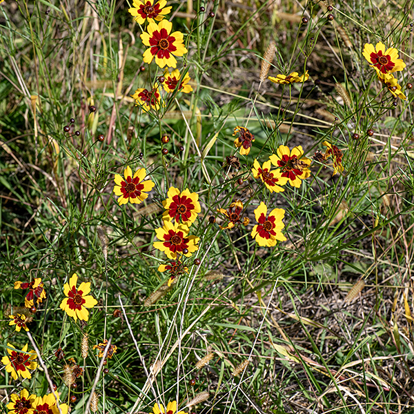 In plains coreopsis, one or a few flowers are perched at the ends of long (1.5-3') stalks. Plains coreopsis is superficially similar to Indian blanket (Gaillardia pulchella) and the two species often occur together in Jackson Park, but Indian blanket has much larger, hairy leaves and more deeply lobed ray flowers. Most Coreopsis are perennials; plains coreopsis may be either an annual, biennial, or perennial but it is most commonly an annual.