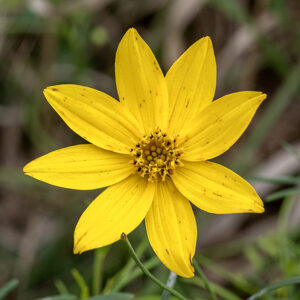 Whorled coreopsis' flowerheads are a bright golden yellow, 1-2" across, with eight yellow, elongate egg-shaped ray flowers and numerous (30-40) yellow disk flowers.