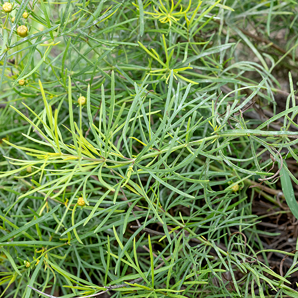 Whorled coreopsis grows in dense clumps 2-3' tall and across; it is very tolerant of poor soils and drought. The leaves are threadlike, usually trifoliate, with numerous lobes; visually it is very fern-like or dill-like.