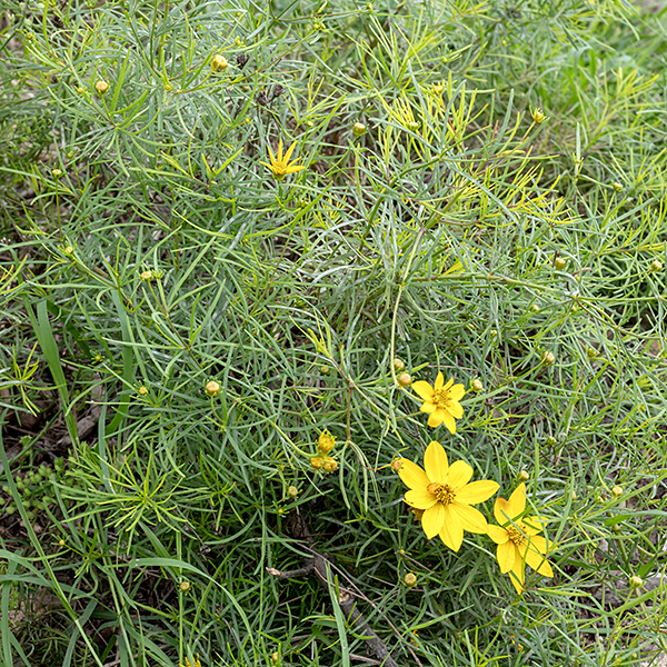 Whorled coreopsis grows in dense clumps 2-3' tall and across; it is very tolerant of poor soils and drought. Whorled coreopsis is native to Ohio and Kentucky and more southern and eastern states, but not Illinois or Indiana.
