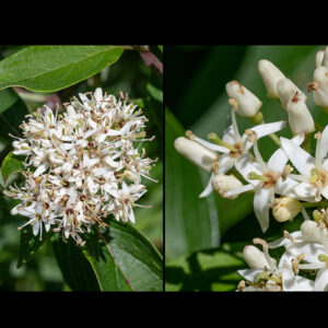 Silky dogwood flowers occur in flat to convex clusters (cymes) 1-2.5" across. Individual flowers are about 3/8" across with four sharp sepals, four creamy-white, lance-like petals, four stamens about as long as the petals, and a single, stout, green-tipped style arising from an amber ovary. The flower stalks are silky-hairy.