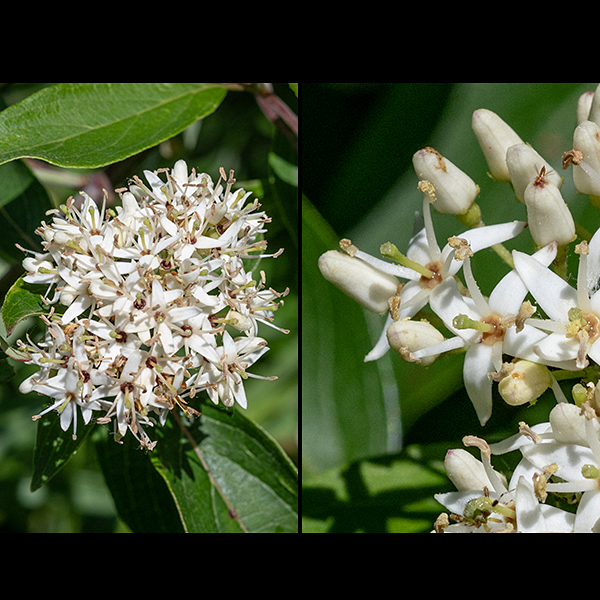 Silky dogwood flowers occur in flat to convex clusters (cymes) 1-2.5" across. Individual flowers are about 3/8" across with four sharp sepals, four creamy-white, lance-like petals, four stamens about as long as the petals, and a single, stout, green-tipped style arising from an amber ovary. The flower stalks are silky-hairy.