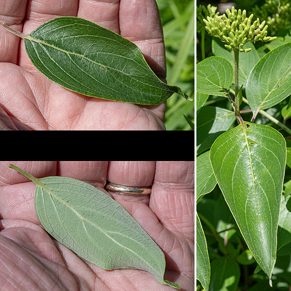 Silky dogwood leaves are opposite, narrow, lance-shaped with a pointed tip and rounded base They are 2-3.5" long and 3/4-2" wide (widest at the base), with 4-5 pairs of lateral veins that asymptotically intersect the leaf margin; the pedicle is about 3/4" long. The upper surface of the leaf is dark green, the lower surface is lighter; both are covered with short hairs lying more or less parallel to the surface (appressed).