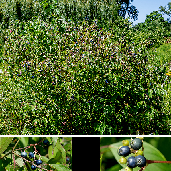 Silky dogwood is a shrub that grows from 3-12' tall, producing multiple slender (less than 2" diameter at breast height) stems from the base. Older bark is thin and gray; new twigs are greenish purple and densely hairy. Branches stay deep- or reddish-purple for several years. The fruit is a glossy, brilliant-blue drupe. Silky dogwood and swamp dogwood were once thought to be a single species (and some still hold that position), but silky dogwood has rust-colored hairs on the underside of its leaves that swamp dogwood lacks.