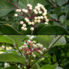 Rough-leaved dogwood is a shrub/tree that can be as much as 20' tall. Cymes of white flowers 2-4" across arise from the leaf axils; the upper bounding surface of the cyme is flat or gently rounded. The fruit (a drupe) is white, about 1/4" across, and spherical; as it ripens, the branches of the cyme turn deep red. The fruit is very attractive to wildlife.
