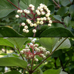 Rough-leaved dogwood is a shrub/tree that can be as much as 20' tall. Cymes of white flowers 2-4" across arise from the leaf axils; the upper bounding surface of the cyme is flat or gently rounded. The fruit (a drupe) is white, about 1/4" across, and spherical; as it ripens, the branches of the cyme turn deep red. The fruit is very attractive to wildlife.