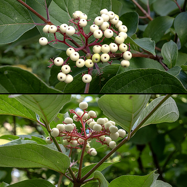 Rough-leaved dogwood is a shrub/tree that can be as much as 20' tall. Cymes of white flowers 2-4" across arise from the leaf axils; the upper bounding surface of the cyme is flat or gently rounded. The fruit (a drupe) is white, about 1/4" across, and spherical; as it ripens, the branches of the cyme turn deep red. The fruit is very attractive to wildlife.