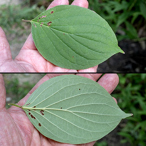 Rough-leaved dogwood leaves are opposite, up to 5" long and 2" across, oval with an elongate sharp tip. The leaves have smooth margins (as do all dogwood leaves), and short (1") petioles. The upper surface of the leaves is green, covered with fine hairs, and rough textured (as you might guess from the common name); 3-5 pairs of lateral veins (most arising from the basal half of the leaf) curve towards the leaf margins (not parallel to the margins). The lower surface of the leaf is whitish-green and densely covered with fine hairs but much softer to the touch than the upper surface.