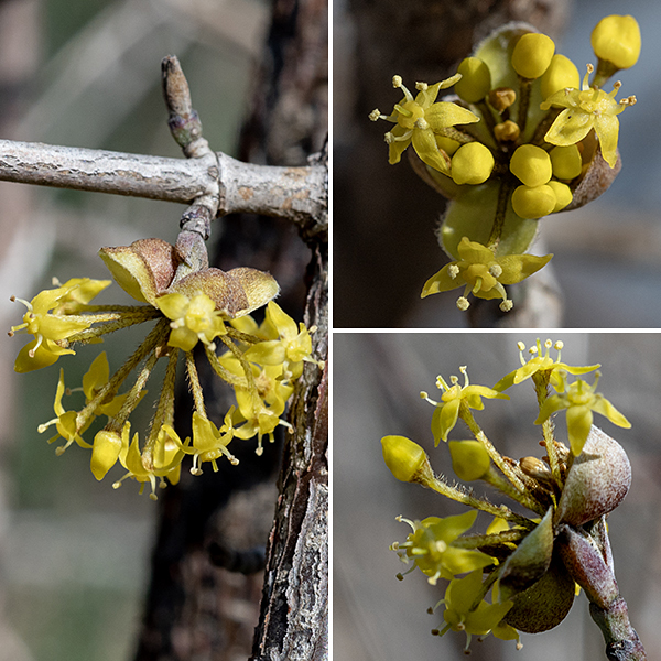 Cornelian cherry dogwood is a European exotic that has been planted in Jackson Park.  Flowers appear in umbels before the leaves emerge. The flowers are small (1/8"), with four bright yellow, lance-shaped petals, four stamens, and a cone-shaped, hairy receptacle; the single pistil emerges from the center of the ovaries. The fruit is an oblong, dark red drupe about an inch long.