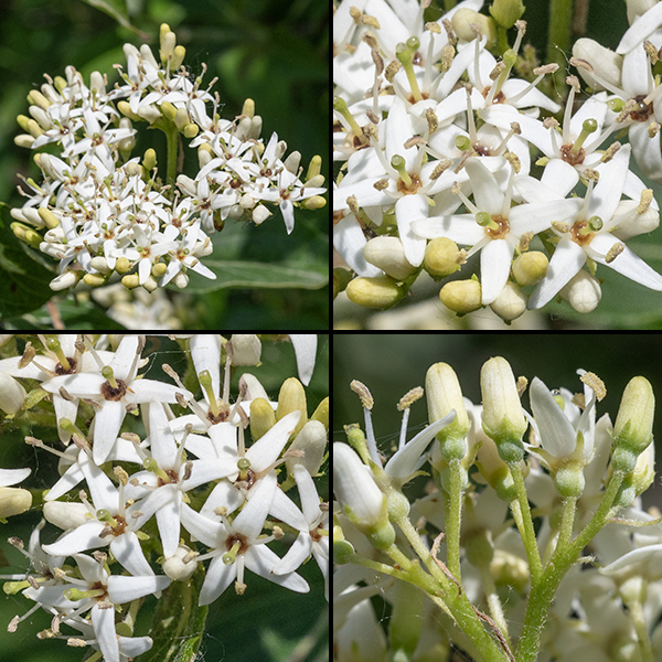 Swamp dogwood's flat-topped panicles of flowers are 2-3.5" across. Single flowers are about 1/4" across with a light green, tubular calyx, four lance-shaped white petals, four stamens, and a single style.