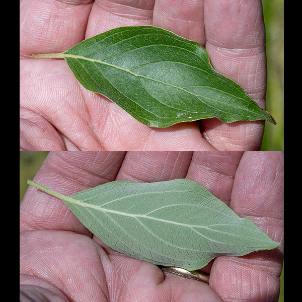 Swamp dogwood leaves are opposite, 2-5" long and 3/4-2.5" wide, with 3-5 pairs of lateral veins that asymptotically intersect the leaf margin and a petiole 1/2-1" long. The upper leaf surface is yellowish- to medium-green and hairless; the lower leaf surface is whitish green and may be hairless or be covered with tiny, dense hairs (especially along the major veins).