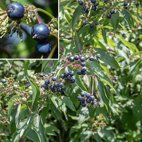 Swamp dogwood is a shrub with multiple stems that gets up to 12' tall. The fruit is a glossy blue drupe about 1/4" across. Silky dogwood and swamp dogwood were once thought to be a single species (and some still hold that position), but silky dogwood has rust-colored hairs on the underside of its leaves that swamp dogwood lacks.