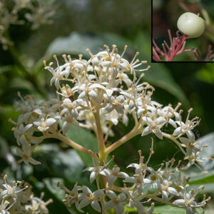 Gray dogwood flowers occur in dome-shaped panicles with creamy-white branches 1.5-2.5" across and tall. Individual flowers are 1/4" across with a short calyx bearing four short teeth, four lance-shaped, creamy-white petals, four stamenns with pale yellow anthers, and a central, green-tipped style. The fruit is a small (1/4"), ball-shaped drupe, white when mature; when the fruit is mature, the branches of the panicle turn from white to bright red. Rough-leaved dogwood and red-osier dogwood also produce white fruit, but their panicles are flat-topped, not domed; the panicle branches are also not red in red-osier dogwood, but they are in rough-leaved dogwood so carefully inspect the stems (hairy) to see if the specimen in hand might be the latter.