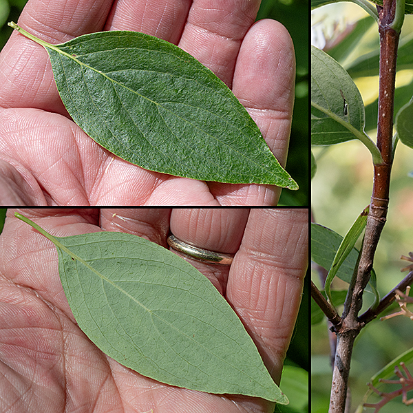 Gray dogwood is a 3-8' tall, highly branched shrub with gray or gray-brown bark on the older branches (thus the common name) and pale green to orange-brown twigs. The leaves are opposite, up to 4" long and 1.5" across, lance-shaped to oval with rounded or (usually) wedge-shaped bases, smooth along their margins with long, slender tips. The lower surfaces of the leaves are pale green to white  while upper surfaces range from medium  green to yellowish- or reddish-green. There are 3-4 curved lateral veins on either side of the midrib (red-osier dogwood has 5-6), but the rest of the venation is pinnate.