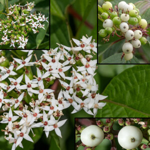 Red-osier dogwood flowers occur in flat-topped or slightly concave panicles 2-3" across; each flower is about 1/4" across with a small green calyx with four teeth; four white, lance-shaped petals; four stamens longer than the petals; and a single style rising from a reddish ovary. The fruit is a drupe about 1/4" across, white at maturity; the panicle branches remain green (unlike gray dogwood where the panicle branches turn red).
