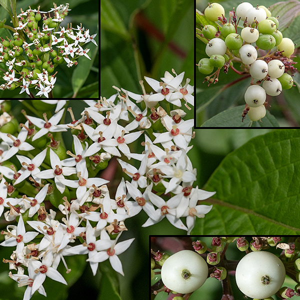 Red-osier dogwood flowers occur in flat-topped or slightly concave panicles 2-3" across; each flower is about 1/4" across with a small green calyx with four teeth; four white, lance-shaped petals; four stamens longer than the petals; and a single style rising from a reddish ovary. The fruit is a drupe about 1/4" across, white at maturity; the panicle branches remain green (unlike gray dogwood where the panicle branches turn red).