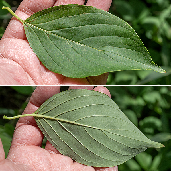 Red-osier dogwood leaves are opposite, 2-4" long and 1-3" across, and oval. The leaves have smooth margins (like all dogwoods). The upper surfaces of the leaves are a darker green than the undersides.