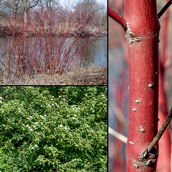 Red-osier dogwood often has bright red, shiny bark, a particularly striking characteristic in the winter when there is little other color on the landscape. The shrub reaches heights of 3-9' and there are several specimens in Jackson Park at the upper end of this range. Red-osier dogwood produces multiple more-or-less vertical stems from the ground that branch in the upper half of the stem. Silky dogwood also has red twigs, but its fruit is blue, not white.