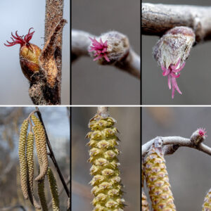 American hazelnut flowers. The male inflorescence is a cylindrical catkin that appears in the fall on the most recent year's twigs and then overwinters; in the spring, the catkin elongates (to 2-4" long) and the male flowers (consisting of two tiny bracts and four stamens) open to release their pollen. The female inflorescence looks like a small bud protected by bracts that is located at the branch tip or in leaf axils; it contains several pistillate flowers seen only as red styles/stigmas protruding from the tip of the "bud."