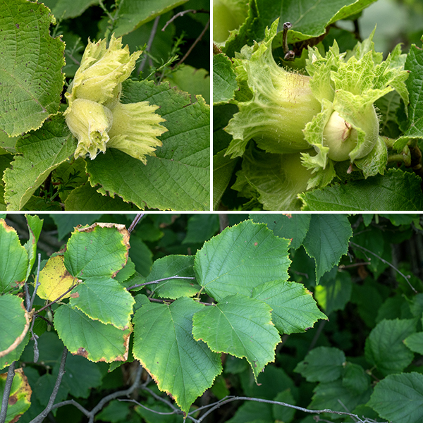 American hazelnut leaves are alternate, up to 2.5-6" long and 1.25-4.5" across, roughly ovate, tapering to a sharp tip, with doubly serrate margins (i.e., serrations on serrations). The upper leaf surface is dark green and hairless while the lower leaf surface is paler and has stiff, short hairs, especially along the veins. Petioles are 1/4-3/4" long, covered with both soft white hairs and dark, stiffer, glandular hairs. The fruit is a hard-shelled nut about 1/2" across surrounded by a husk twice the size of the nut that looks like two appressed leaves, initially green, irregular, and jagged at the free end. As the nut matures, the bracts of the husk turn brown and separate at the tip; a mature nut is an orange-tinged brown. (If you're lucky enough to find one, that is; they are quickly snapped up by squirrels, chipmunks, and a wide variety of birds. I'm told they are good eating.)