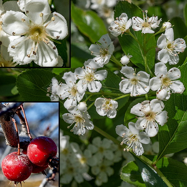 Cockspur hawthorn produces flat-topped panicles of flowers 2-3" across that arise from leaf axils; the panicle branches are light green and hairless. Individual flowers are 1/2" across; they have a green calyx with five teeth, five spreading white petals, 10-20 stamens with pink or pale-yellow anthers, and a pistil with 2-3 styles. At least in Jackson Park, the upper surface of the receptacle at the base of the pistil is a shiny greenish-yellow to reddish-yellow. The flower's scent is not pleasant to humans but bees and syrphid flies are not deterred. The fruit is a small (1/2" across) crabapple-like pome, red at maturity.