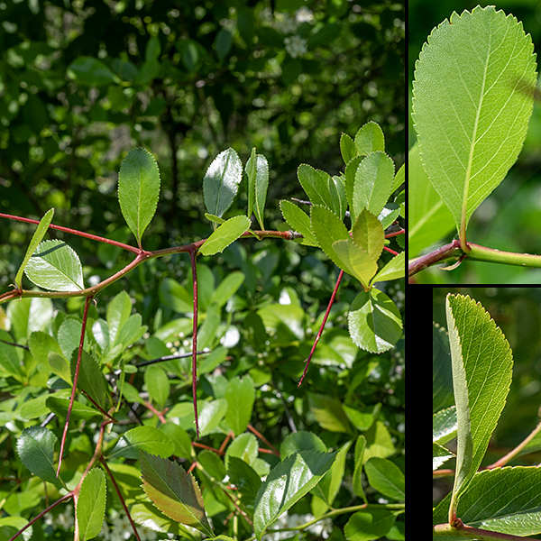 Cockspur hawthorn branches are well defended by straight or slightly-curved 4" thorns. The twigs tend to zig-zag between the thorns. The leaves are alternate, 1-3" long and a third as wide; they are usually elongate and widest at the tips, wedge-shaped towards the base on 1/2" petioles; there are fine serrations around the leaf margins. The leaves are hairless, leathery, pale- to dark- green above, paler below, with easily visible reticulated venation.