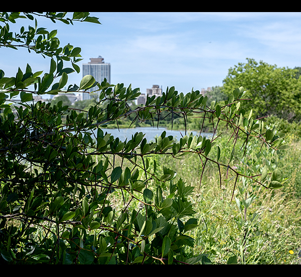 Cockspur hawthorn is a shrub/tree up to 25' tall, either multi-stemmed or (usually) single-trunked; it tends to be flat-topped. The trunk can be up to 9" in diameter. The trunk looks a bit disheveled with a rough, scaly, gray bark, often with intimidating (4" long), branched thorns. The characteristic leaves and huge spines make this plant easy to ID, but you do have to ask what selective pressure made such exuberant defenses necessary — the thorns seem better aimed at the giant sloths and mammoths that roamed Illinois 10,000 years ago than at any existing herbivore. BTW, "cockspur" refers to the claw on the back of each leg of a rooster, a "cock's spur."