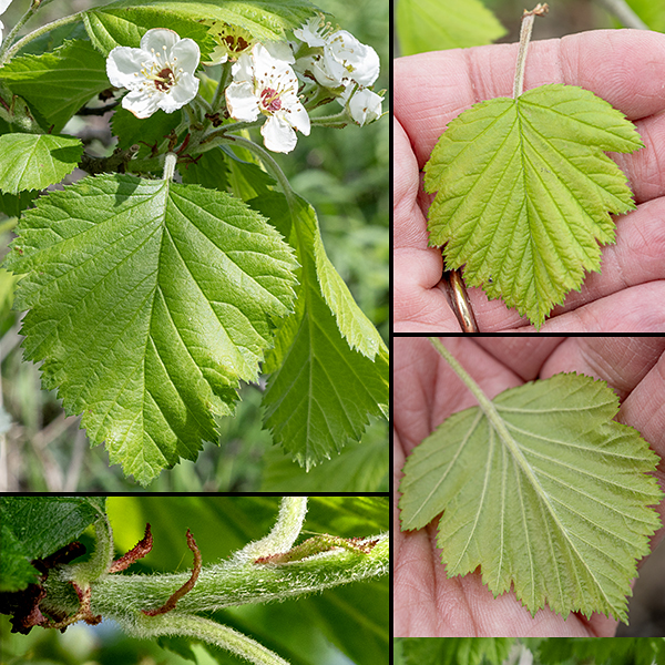 Downy hawthorn leaves are alternate, 2-5" long and 2-4" wide, oval in outline, with 3-5 shallow, bluntly pointed lobes on each side of the midline. The leaf margins are either serrated or doubly serrated; leaf bases are flat or heart-shaped where they attach to the 3/4-2" long, hairy petioles. At the base of each petiole where it attaches to the twig is a pair of 1/4" long, narrow stipules (mini-leaves) with serrated margins. The upper leaf surface is rough to the touch from short, stiff, hairs and medium- or yellowish- green; the lower surface is pale green and fuzzy from numerous hairs, especially along the veins.