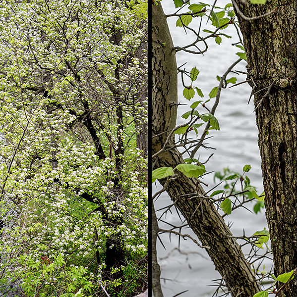 Downy hawthorn may grow either as a shrub or as a respectable tree 20-30' tall. The trunk has furrowed, rough-textured, gray-brown bark broken into rectangular plates. Bark on the branches is smoother and gray; twigs have brown bark spotted with white lenticels; new shoots are light green and hairy. There are fewer thorns on downy hawthorn than on some other hawthorns, but you wouldn't want to try to climb one without leather slacks; the thorns that are present are usually robust, straight, light gray to black, and 1-2" long.