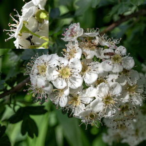 Common hawthorn produces broad, dense, flattened clusters (cymes) of five to fifteen flowers. Individual flowers are up to 1/2" wide with five reflexed sepals, five white petals, 15-20 stamens with red to purple anthers, and a single style. At least in Jackson Park, the upper surface of the receptacle at the base of the pistil is a shiny yellowish green.