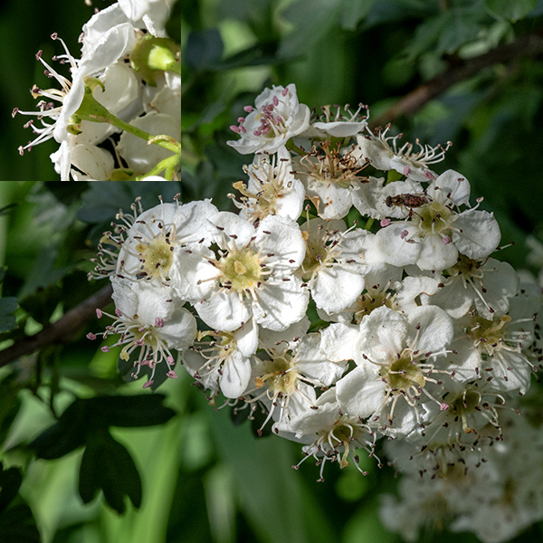 Common hawthorn produces broad, dense, flattened clusters (cymes) of five to fifteen flowers. Individual flowers are up to 1/2" wide with five reflexed sepals, five white petals, 15-20 stamens with red to purple anthers, and a single style. At least in Jackson Park, the upper surface of the receptacle at the base of the pistil is a shiny yellowish green.