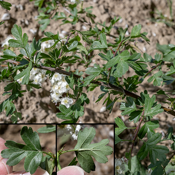 Common hawthorn leaves are up to 2" long, with overall egg- or diamond-shaped bounding figures, and wedge-shaped or flat bases. The leaves are alternate, dark green above and paler below, deeply cleft with (usually) 3-5 deep lobes, and with the leaf veins running both to the tips and valleys of the lobes. The leaf margins are weakly toothed, especially at the apices of the lobes. Leaf petioles can be from a quarter the length to as long as the leaf blade.