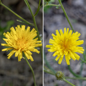 Narrow-leaf hawksbeard is a weedy-looking plant that reaches a size of 8-40". Flowers occur in a panicle (usually arising from a leaf axil) with up to 20 dandelion-like flowerheads. Individual flowerheads are about 1" across with 30-70 yellow ray florets (the "petals"); beneath the ray florets are two layers of green bracts — an inner layer of 12-15 3/8" long, sharply-pointed, keeled bracts covered in wooly or short stiff hairs and an outer layer of bracts half the length of the inner layer, sometimes ridged, with hairs like the inner layer. Narrow-leaf hawksbeard can be distinguished from similar dandelion-like flowers (Crepis pulchera, Crepis capillaris, and various sowthistles and hawksweeds) by the presence of auricles on the stem leaves and a layer of appressed hairs on the inside surface of the inner bracts, best seen with a magnifier.